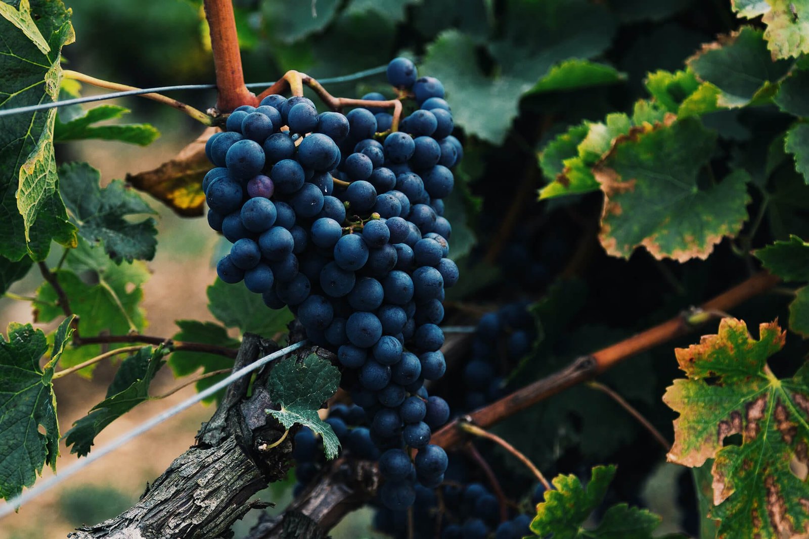 Domaine Voarick
