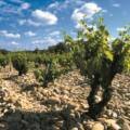Spring’s most exciting white wines hail from Châteauneuf-du-Pape
